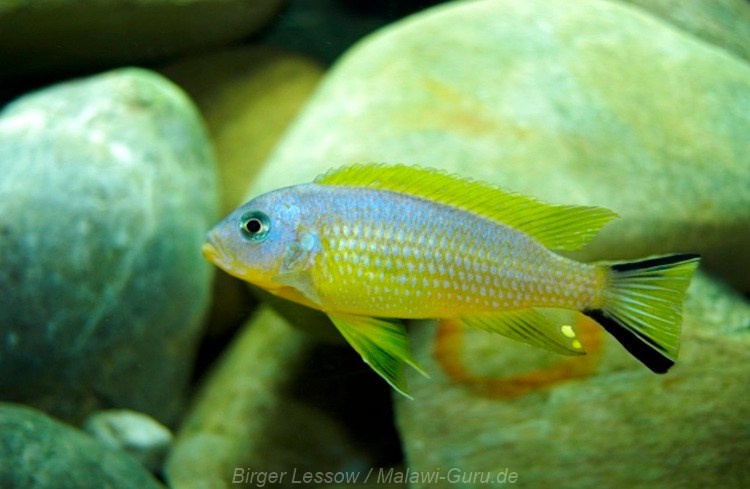 Metriaclima sp. 'daktari'